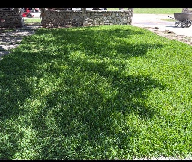 Lawn before mowing, stripes