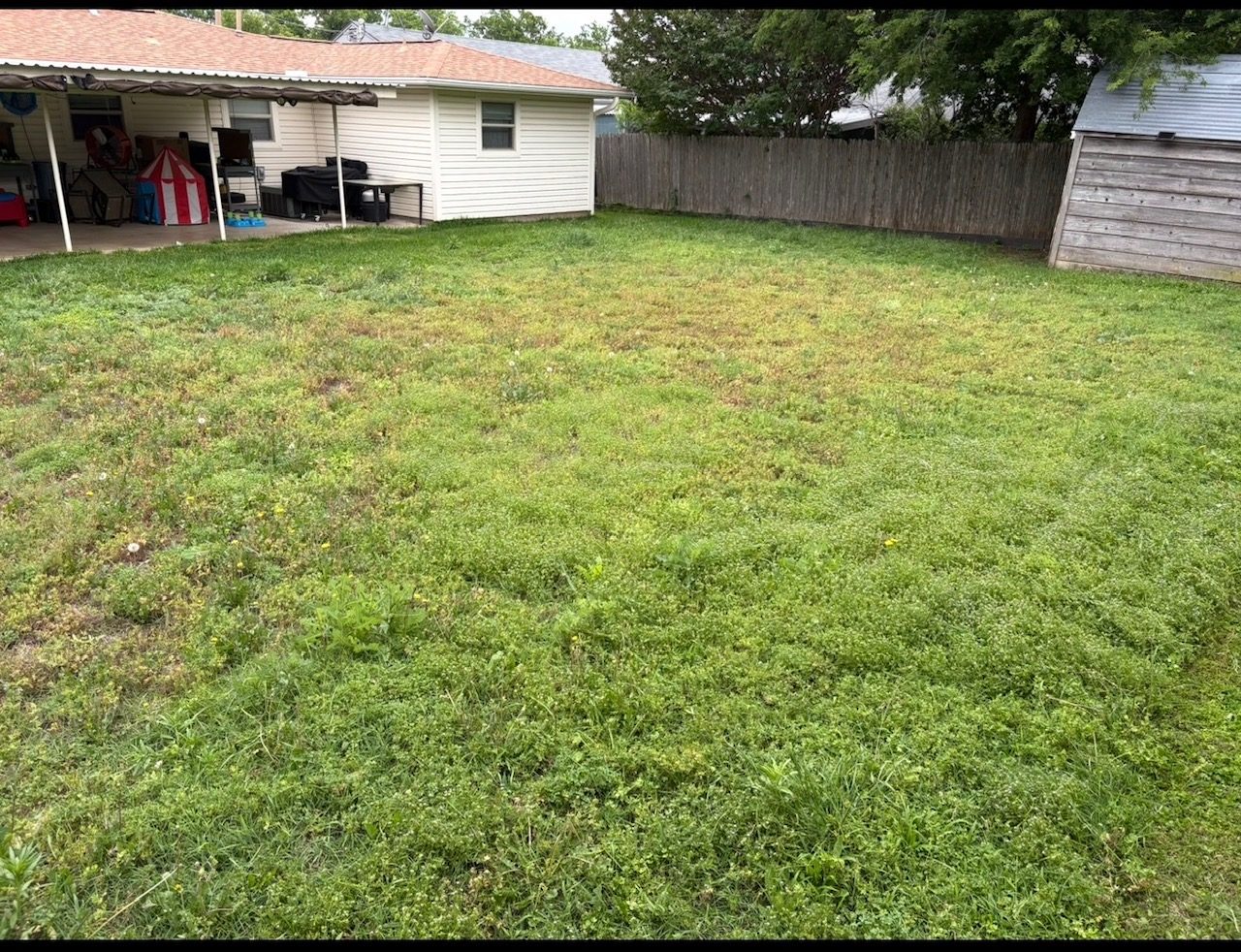 Lawn before mowing service